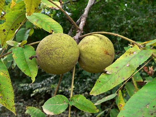 {Juglans nigra}
